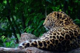 discover the best tanzania safaris with africa